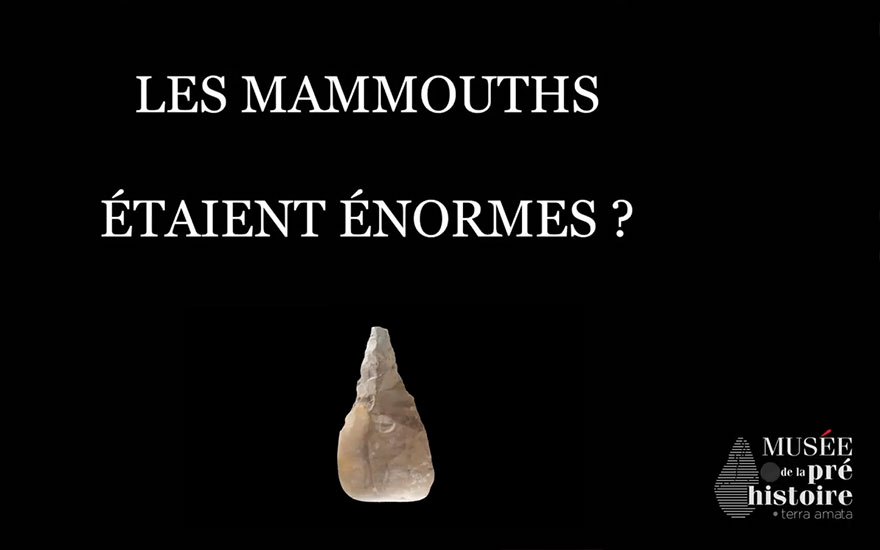 Idée reçue : Les mammouths étaient énormes