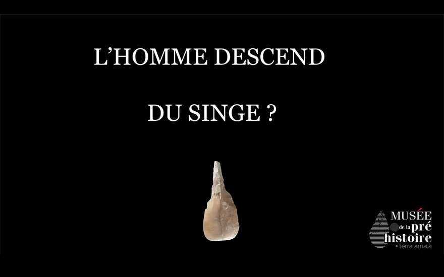 Idée reçue : L&rsquo;Homme descend du singe ?