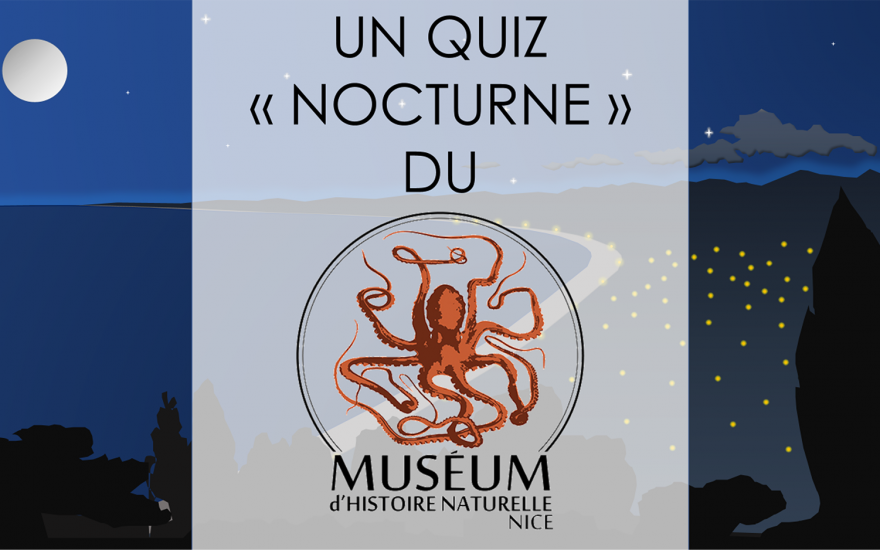 Quiz – Les animaux nocturnes de Nice