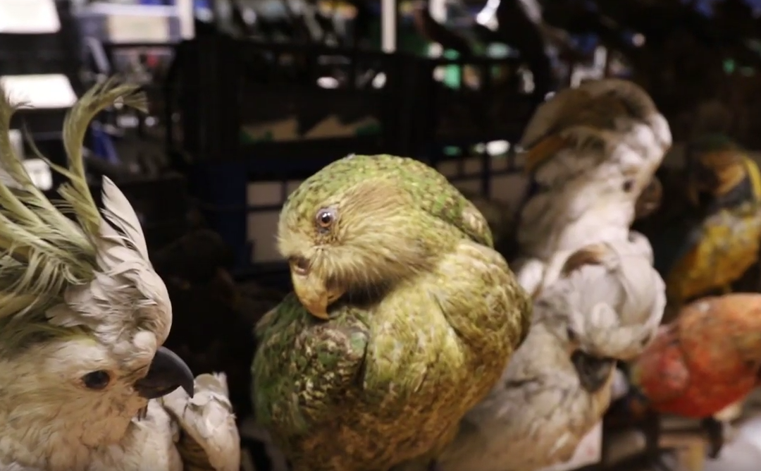 Reportage : La collection d’oiseaux du Muséum d’Histoire Naturelle