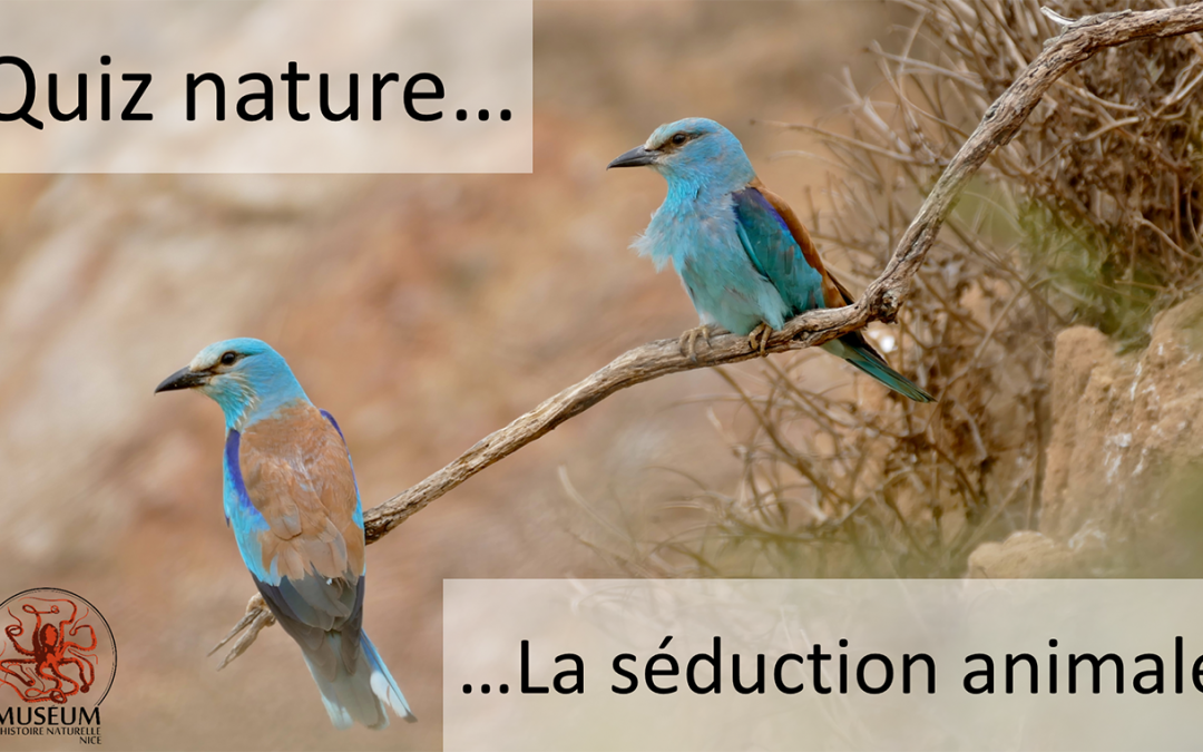 Quiz Nature – La séduction animale