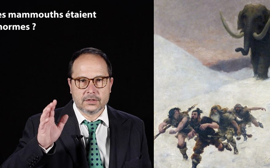 Idée reçue : les mammouths étaient énormes ?